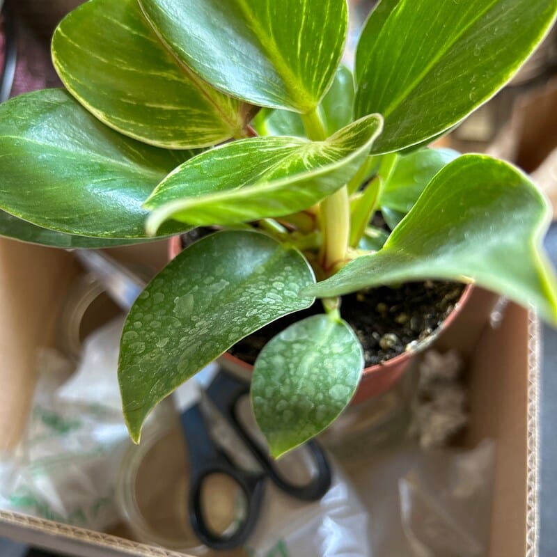 Customer photo review of Variegated Philodendron Birkin Live Plant in 4" Grow Pot - Indoor & Outdoor Houseplant with White Stripes - Easy Care Plant