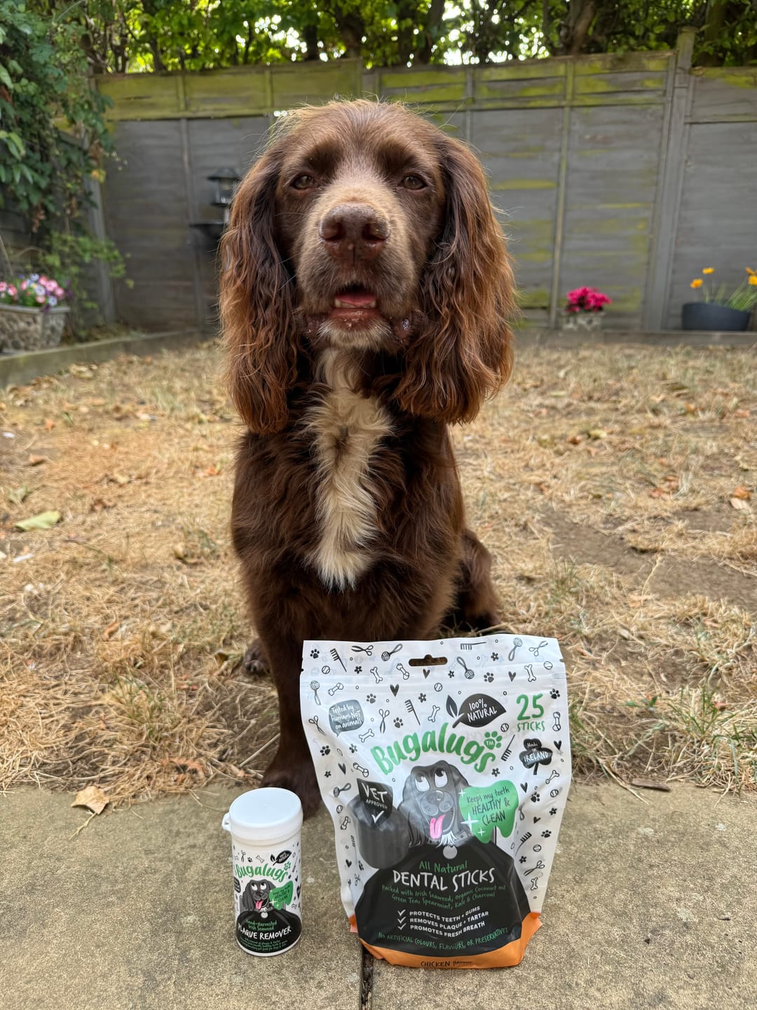 Customer photo review of All Natural Chicken Flavour Seaweed Dental Sticks for Dogs