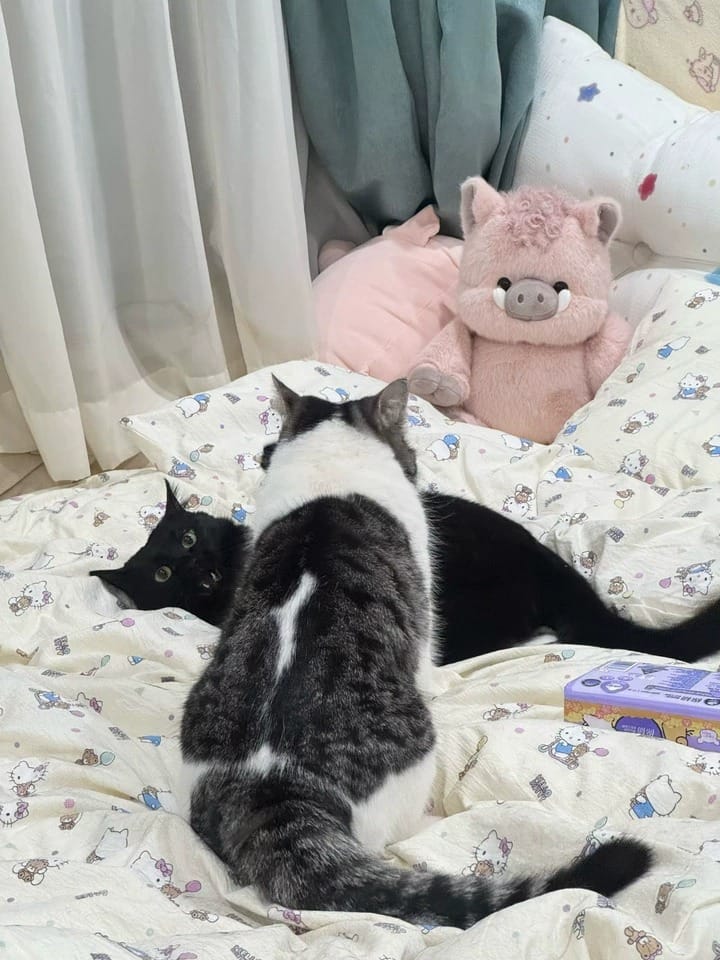 Customer photo review of Running Boar Plush Toy