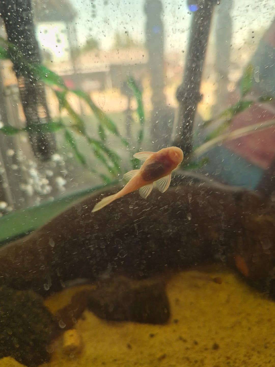 Customer photo review of L144a Blue Eye Lemon Bristlenose Pleco (2 Inches) "NEW"