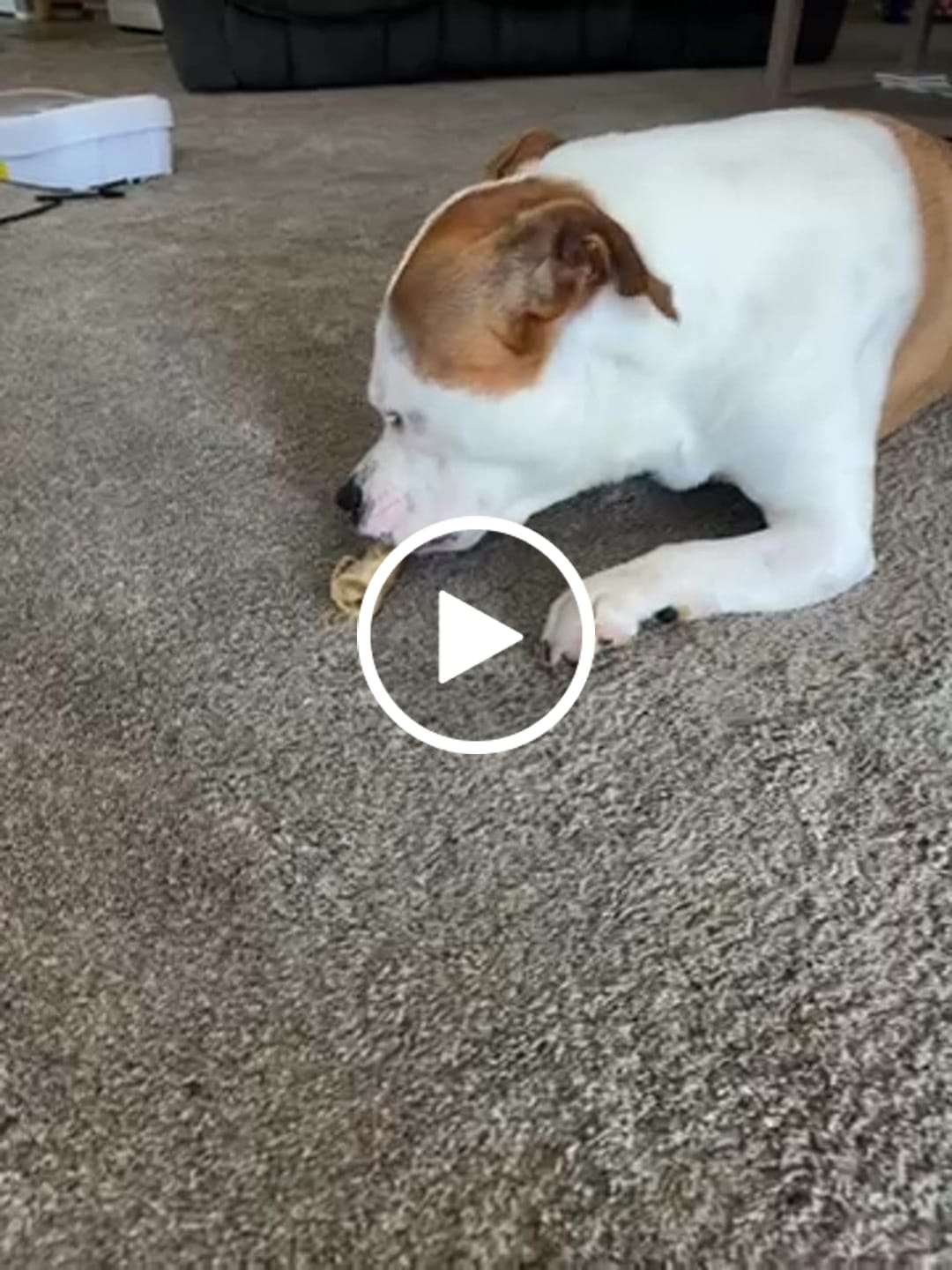 Customer video review of Ostrich Chunky Bones (5" x 2" - 2 Pack): The Long-Lasting, Flavor-Packed Bones for Medium to Large Dogs
