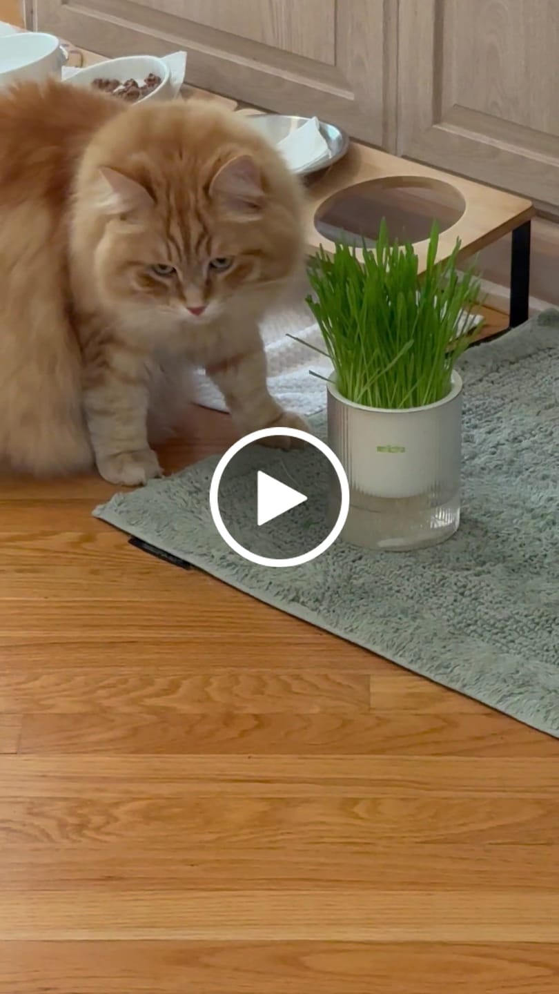 Customer video review of Michu All-in-One Soil-Free Cat Grass Grow Kit - Made In USA