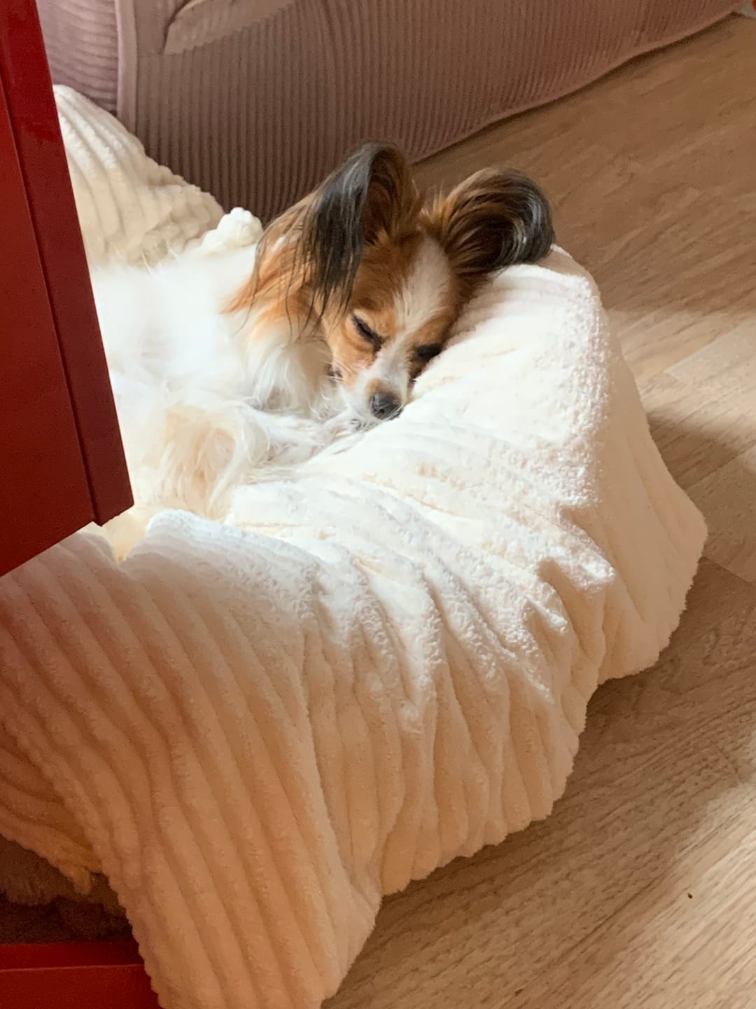 Customer photo review of Bark-Less Bites