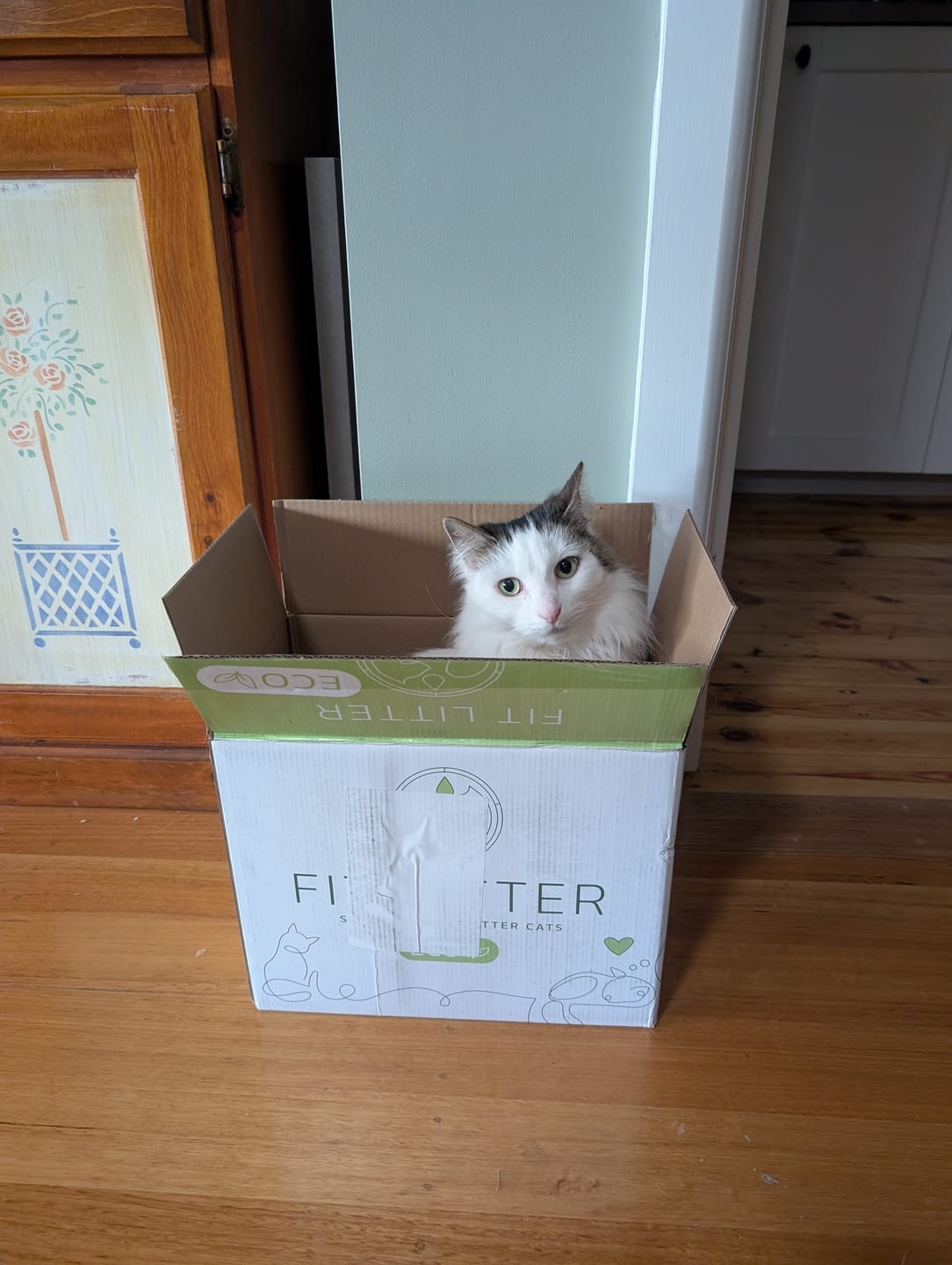 Customer photo review of Fit Litter ECO