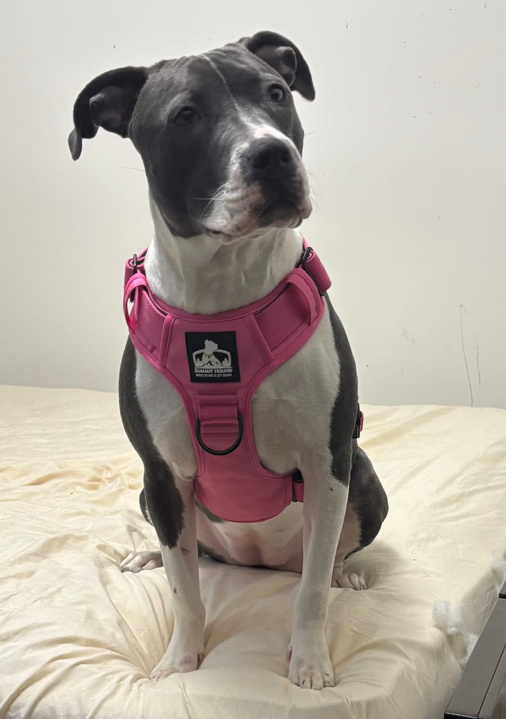 Customer photo review of No Pull Bully Proof Harness