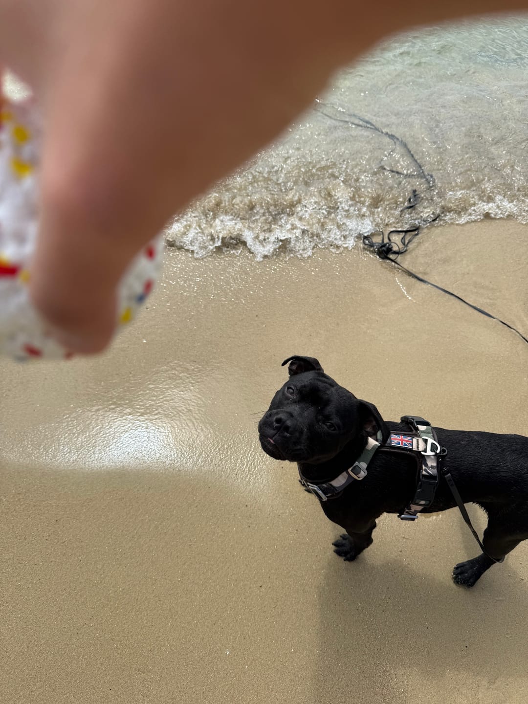 Customer photo review of Staffordshire Bull Terrier 1935® Harness & Leash Set - Classic Camo & Choco
