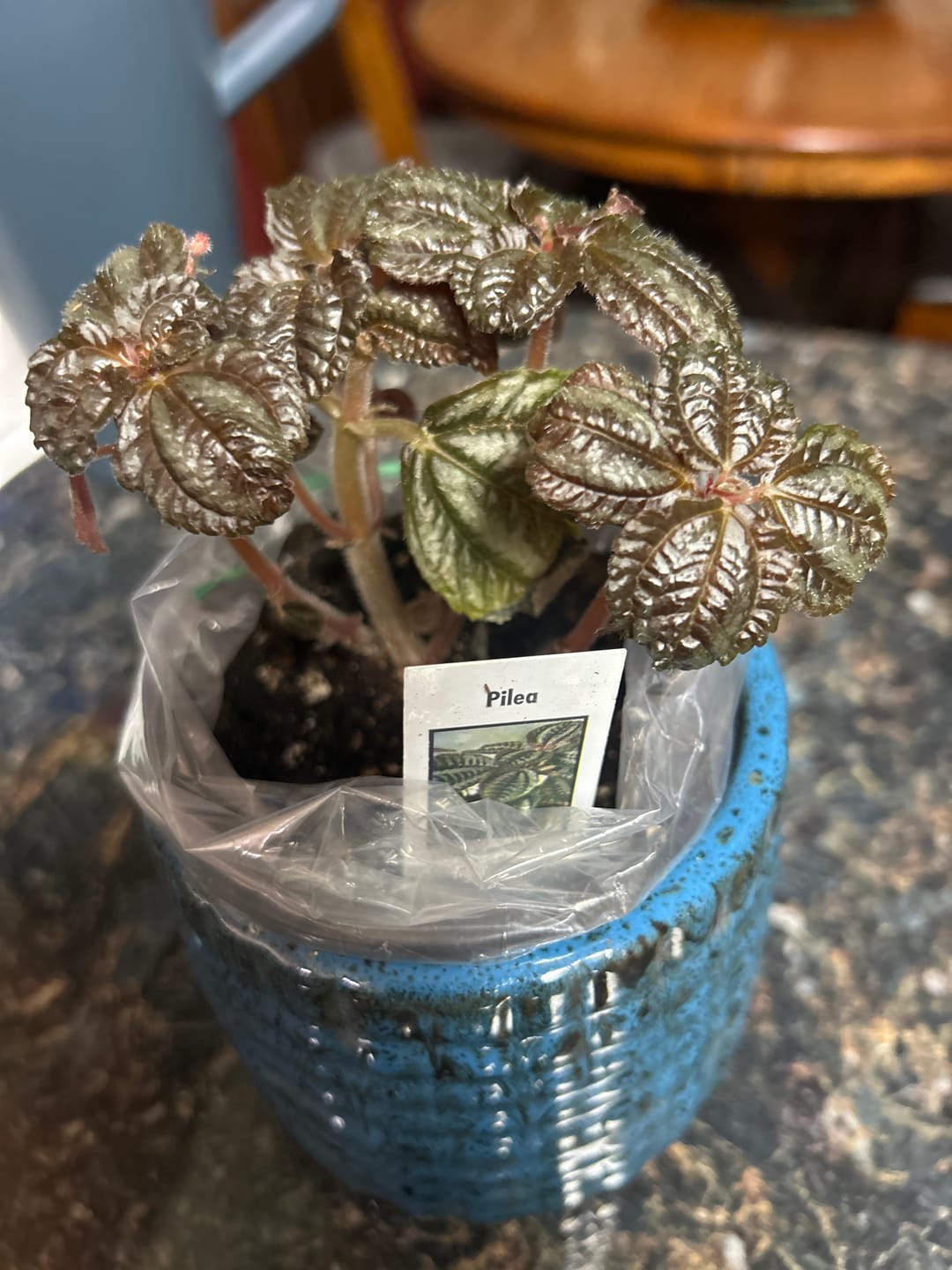 Customer photo review of Pilea Friendship Plant