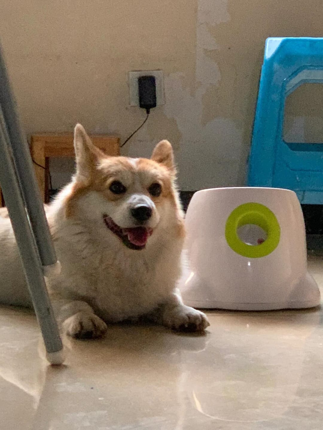 Customer photo review of Automatic Tennis Ball Launcher
