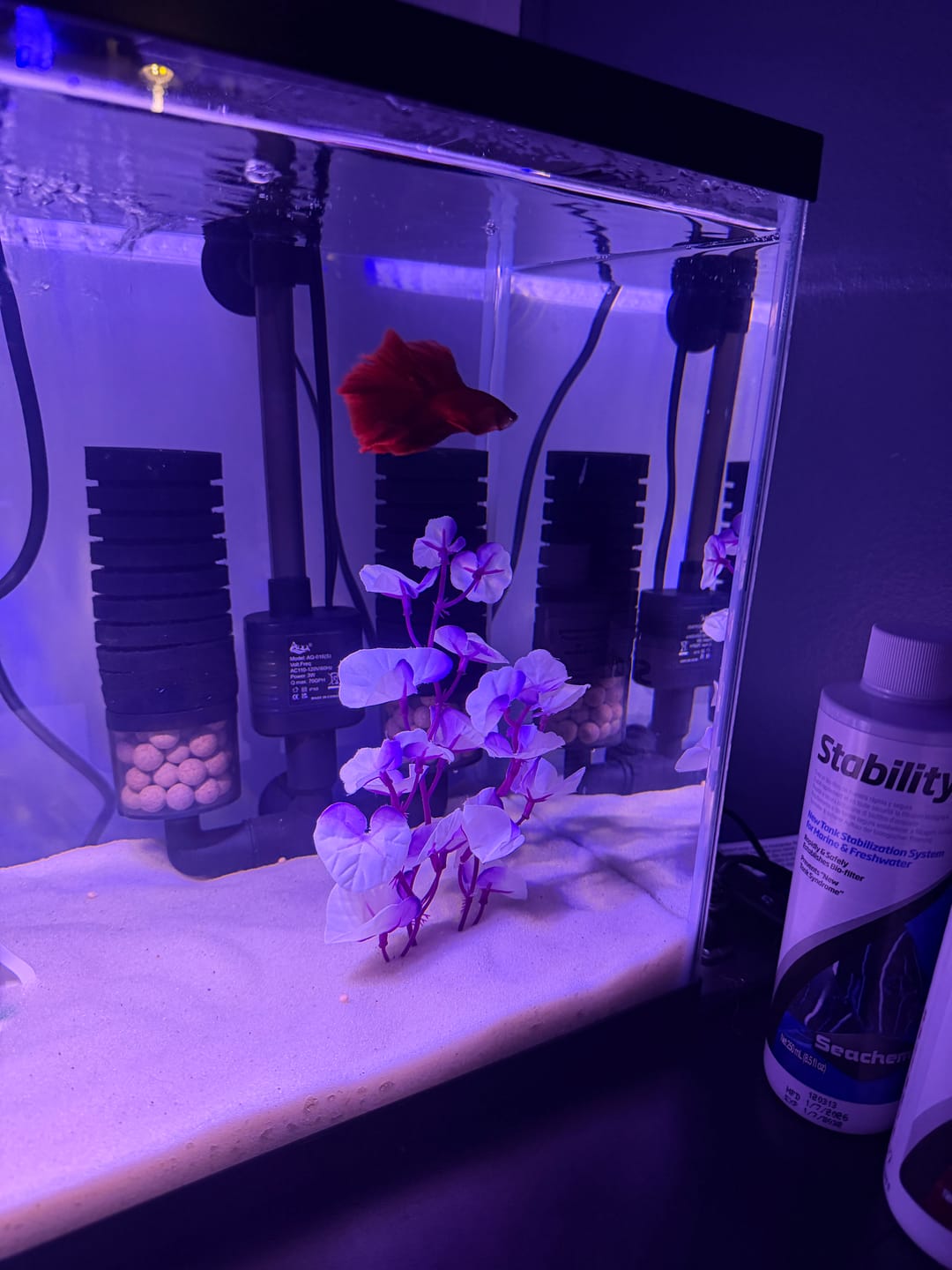 Customer photo review of Super Red Halfmoon Male Betta Fish