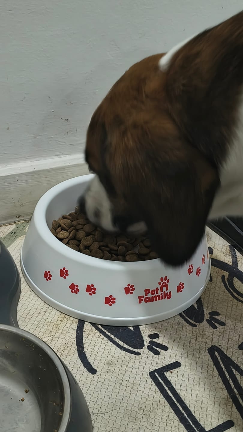 Customer photo review of Plato para Perros PetFamily