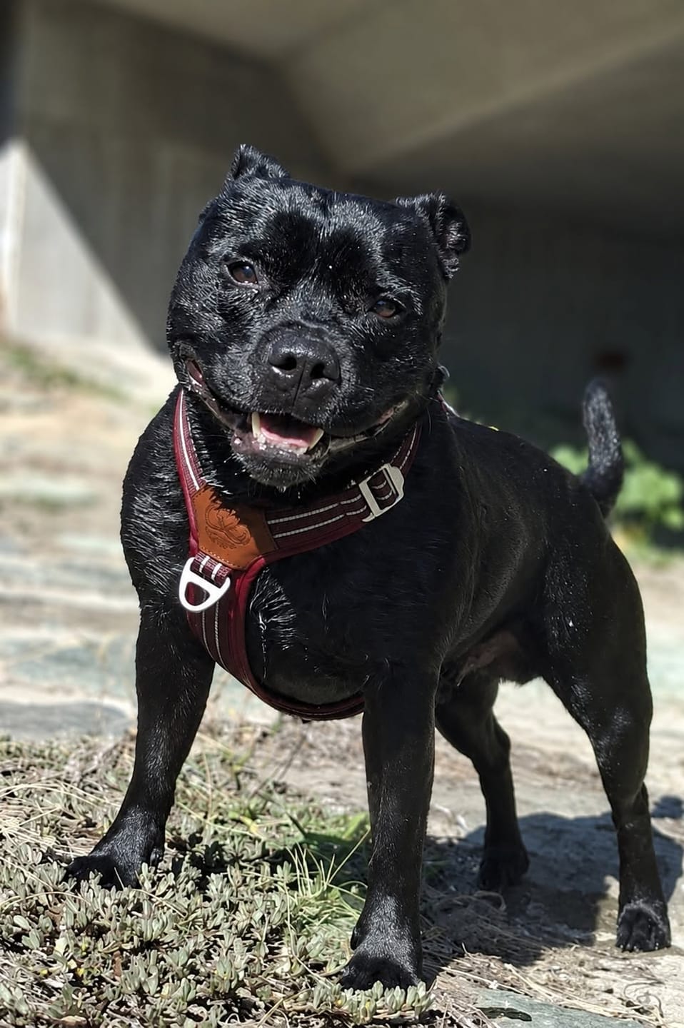 Customer photo review of Staffordshire Bull Terrier 1935® Harness & Leash Set - Burgundy