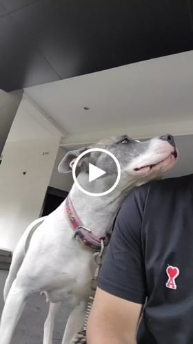 Video de Luis Manuel C.