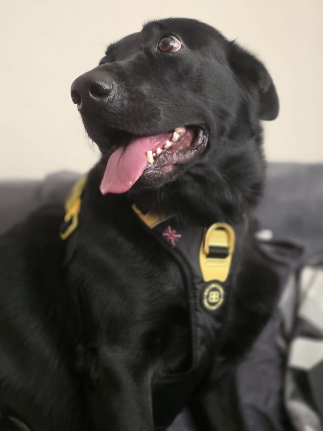 Customer photo review of Anti Pull Hurricane Harness Lighter | With Handle - Black X Yellow