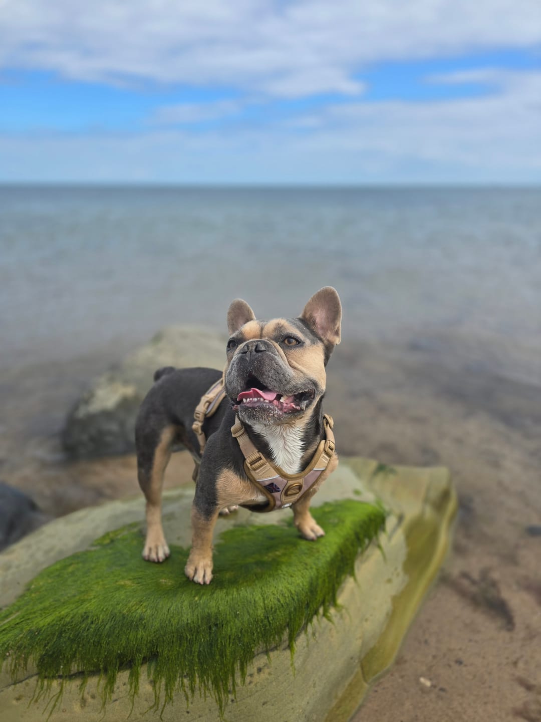 Customer photo review of Anti Pull Hurricane Harness Lighter | With Handle - Tan X Tan