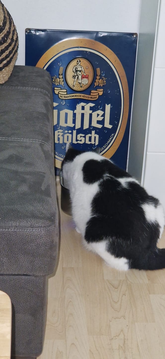 Customer photo review of PfotenBrunnen™ - Katzenwasserspender