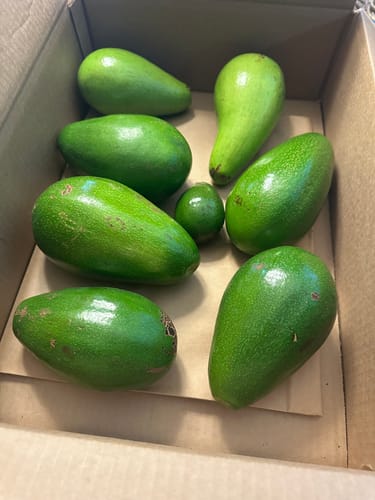 Customer photo review of Avocado