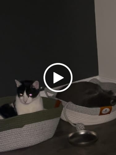 Customer video review of Instinct Basket | Meet the first research-backed natural territory for indoor cats