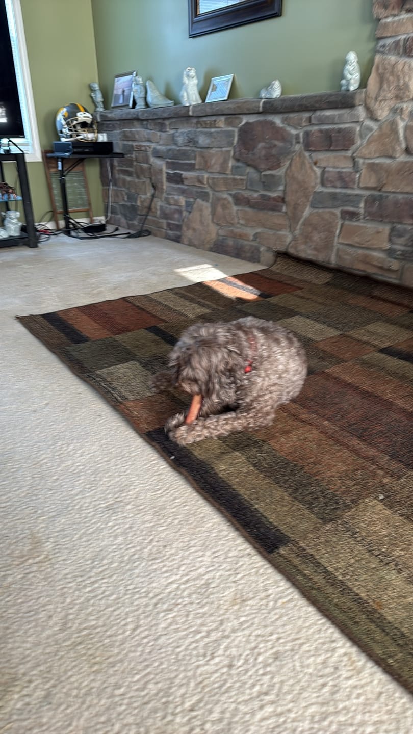 Customer photo review of 6 Inch Monster Bully Stick