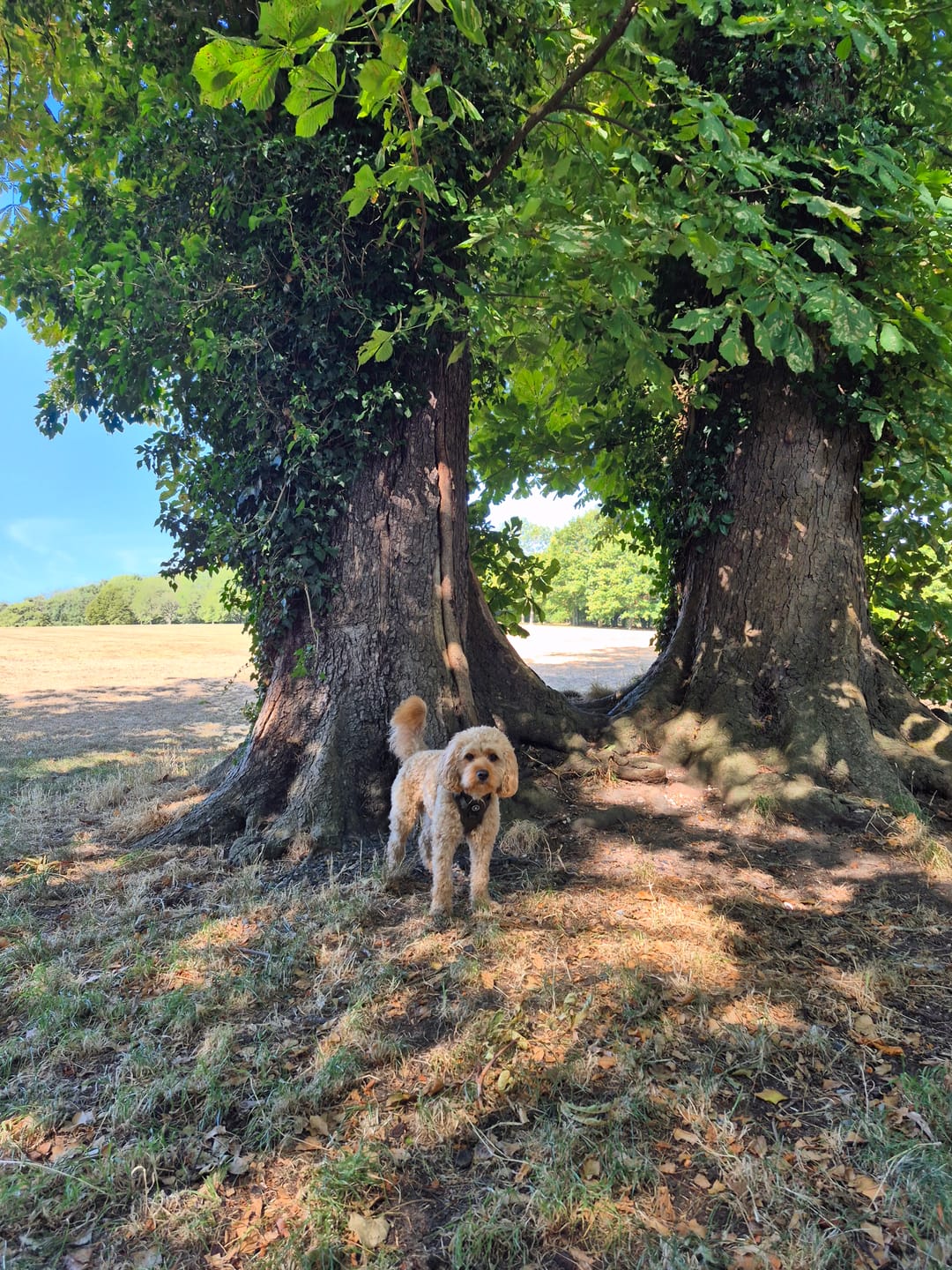 Customer photo review of Trail & Glow® Dog Harness - The Khaki One
