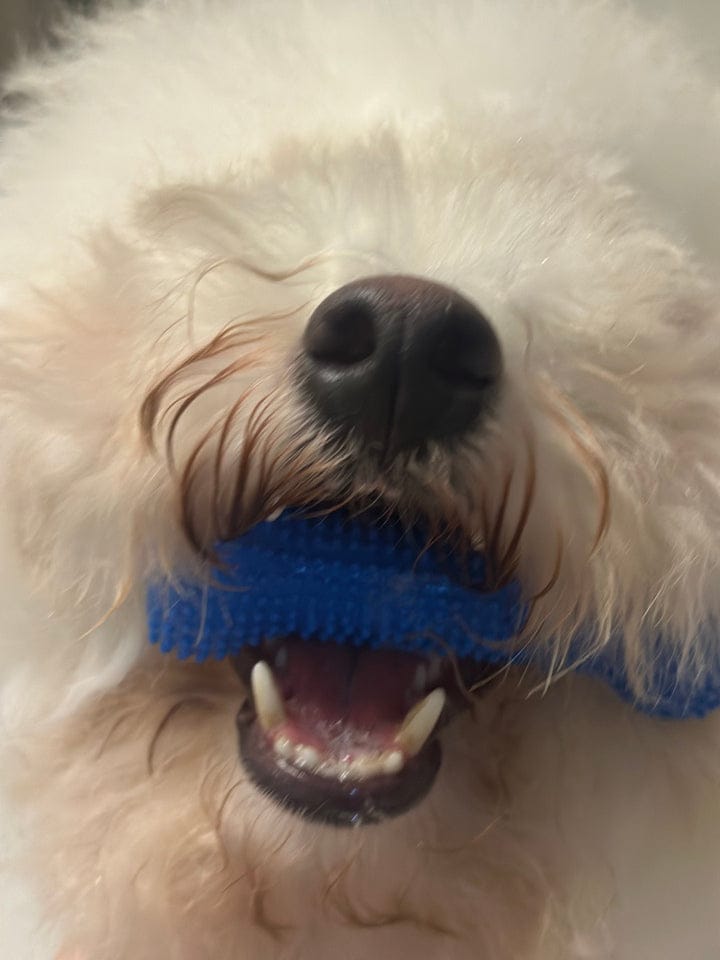 Customer photo review of Calming Assistant