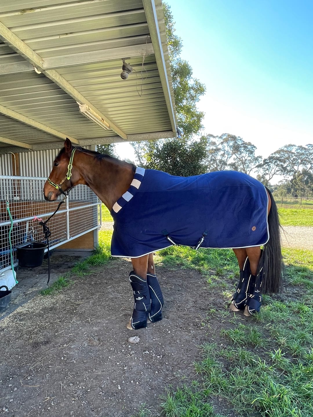 Customer photo review of Horseware Signature Travel Boots