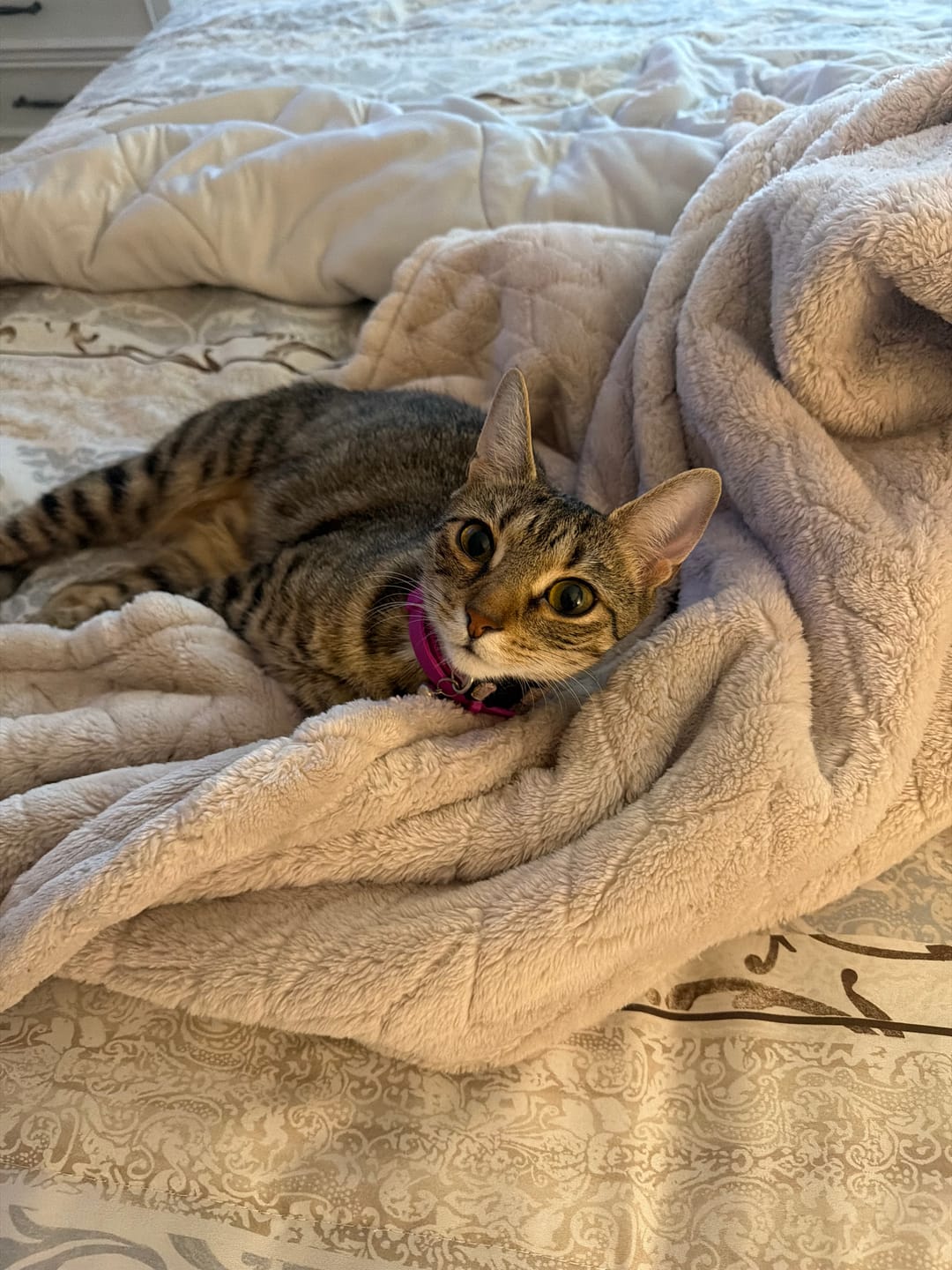 Customer photo review of FurLife™ - 8 Months Flea and Tick Free