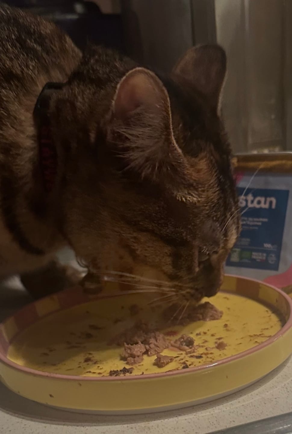 Customer photo review of Pâtée Saumon & Légumes (x16) - Chat