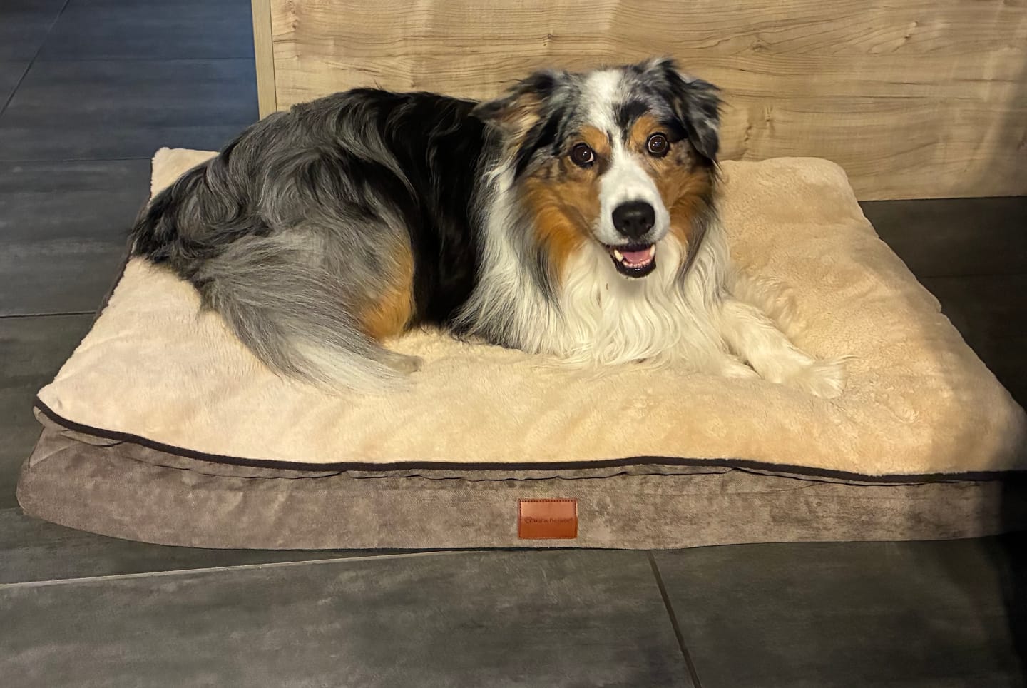 Customer photo review of Orthopädisches Hundekissen "Easy"