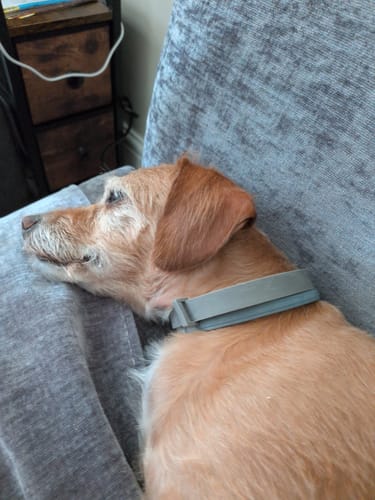 Customer review photo