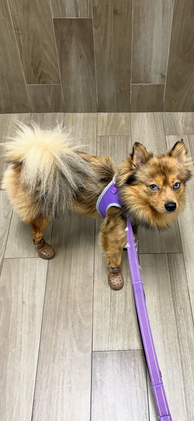Customer photo review of WagWellies® Mojave