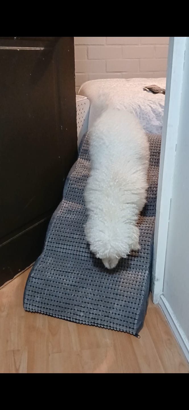 Customer photo review of Rampa Pendiente Suave THE DOGS
