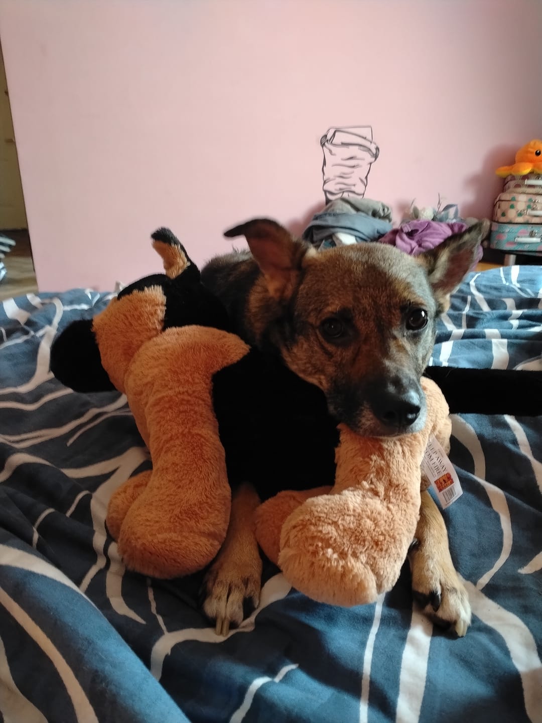 Customer photo review of Muttley Crew Selection