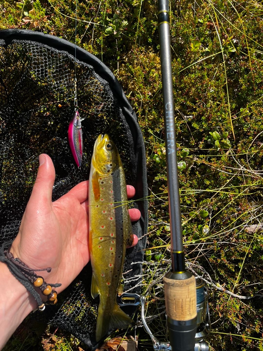 Customer photo review of Chimera Ørresett