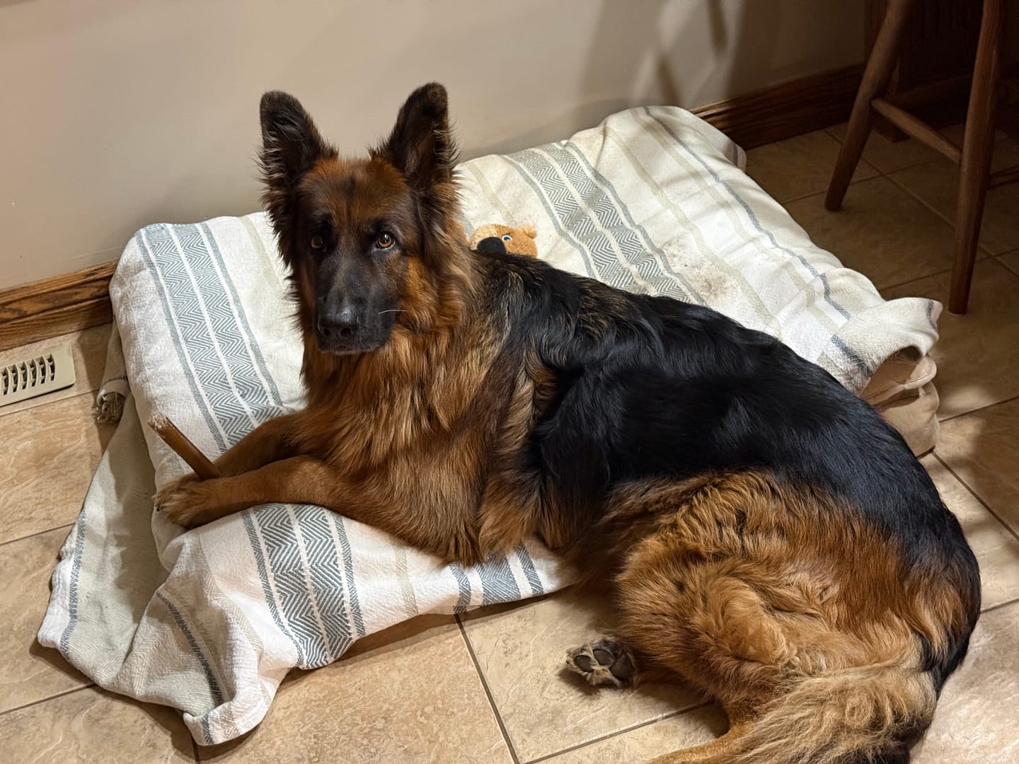 Customer photo review of 12 Inch Standard Bully Stick