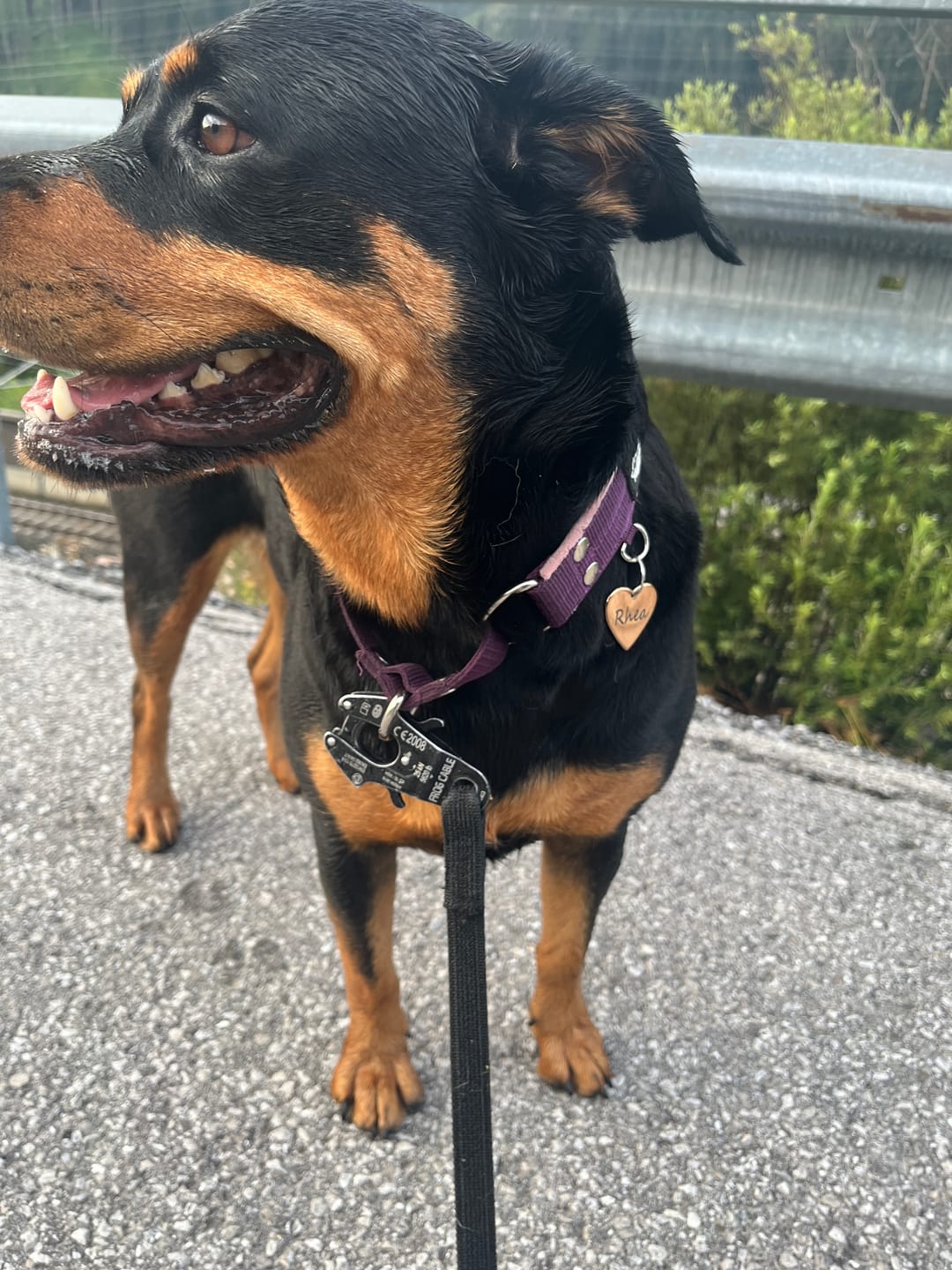Customer photo review of Martingale Plum - Brett fodrat halsband halvstryp