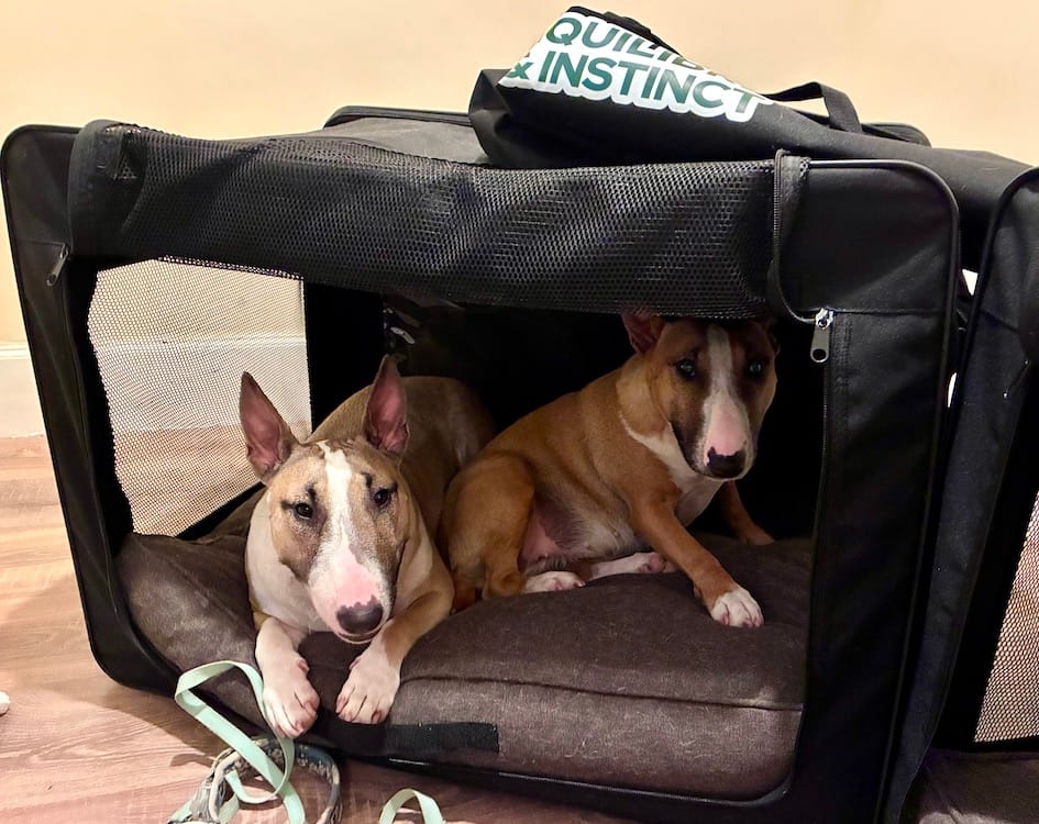 Customer photo review of Cage d'exposition pliable (Chat)