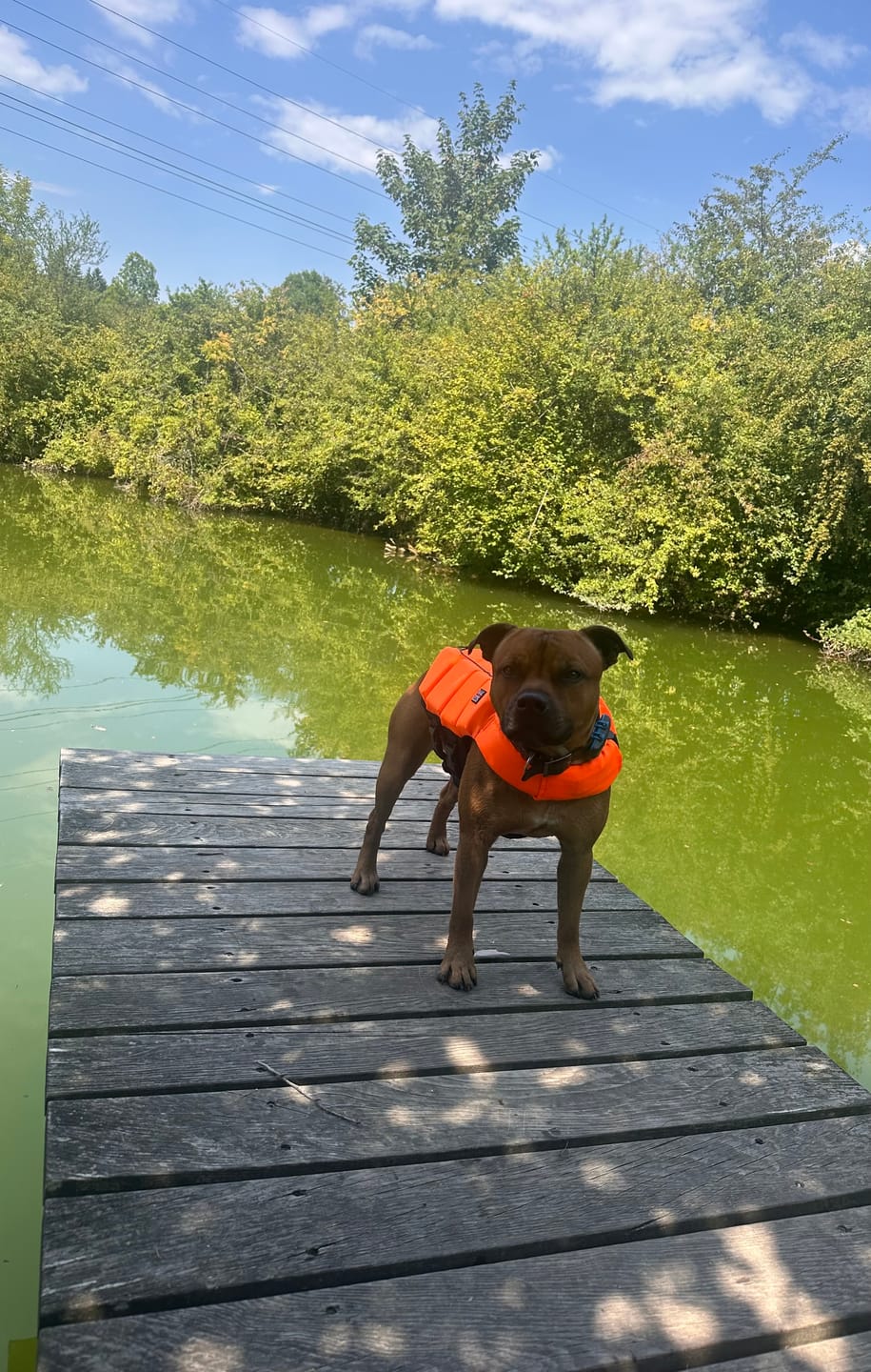 Customer photo review of Staffordshire Bull Terrier 1935® Life Jacket - Neon Orange
