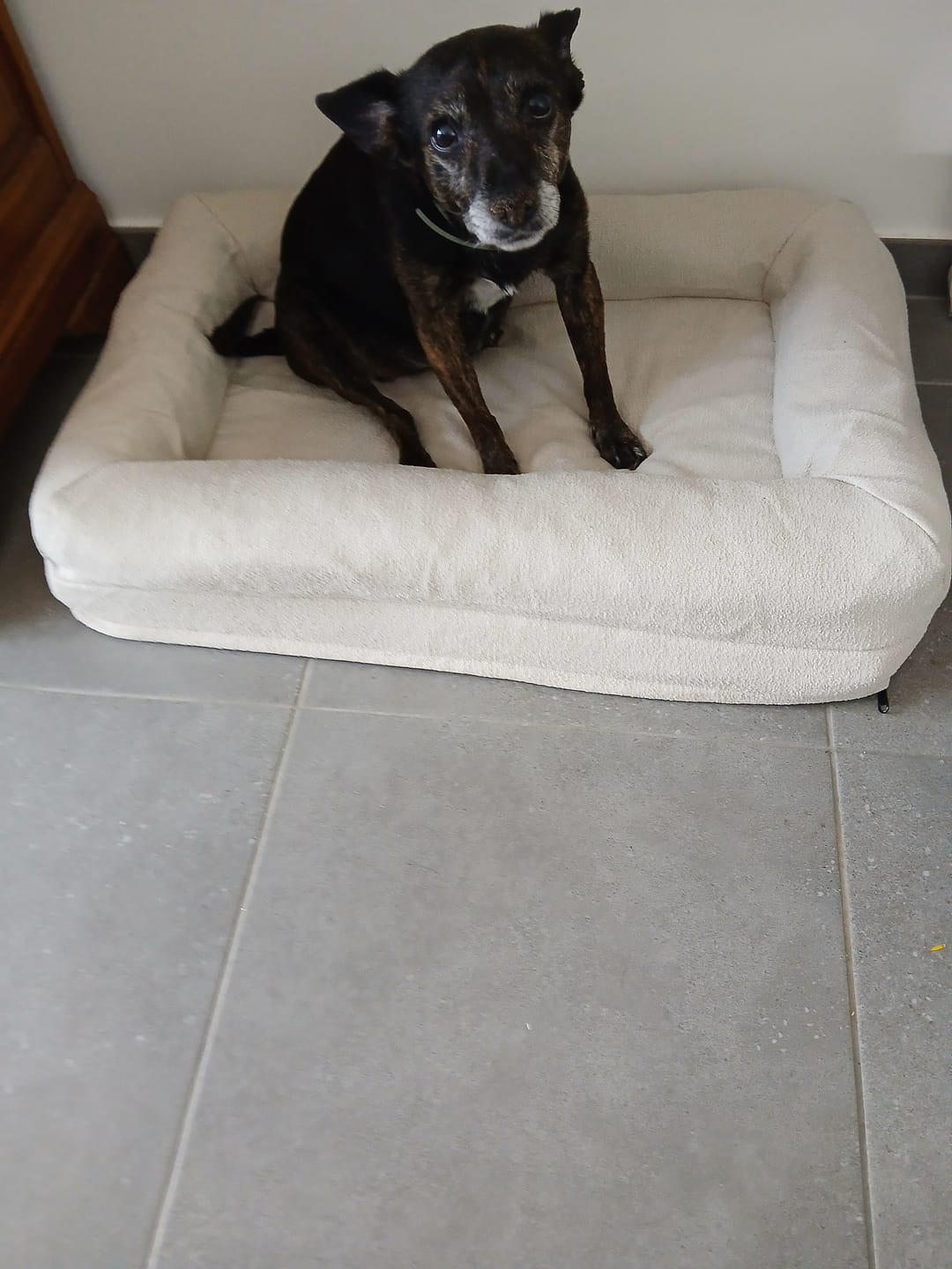 Customer photo review of Pet Perfect Orthopedische Hondenmand - Model 2