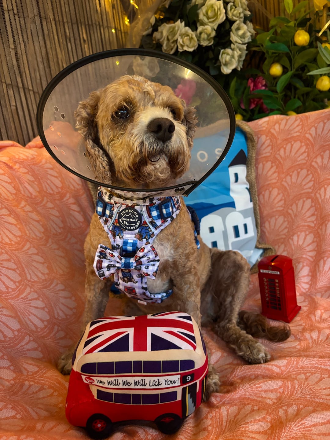 Customer photo review of Paddington™ Tough Trails™ Harness - London
