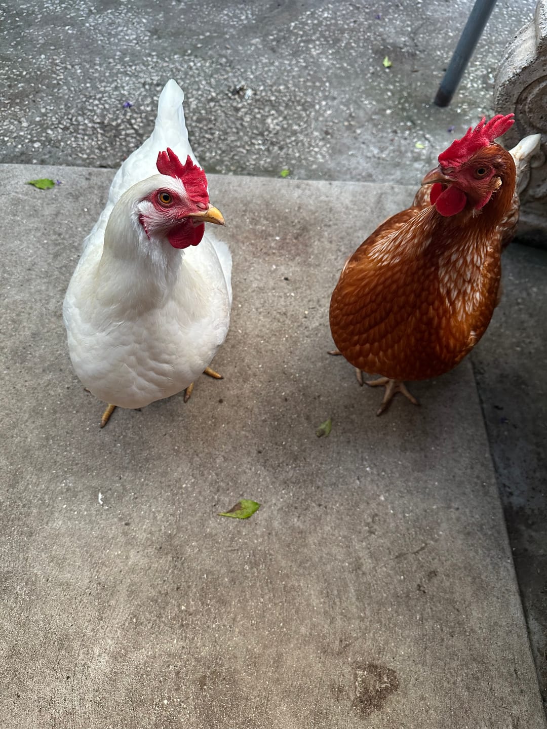 Customer photo review of Peck Purity Daily Digestive Defense for Flock Strength