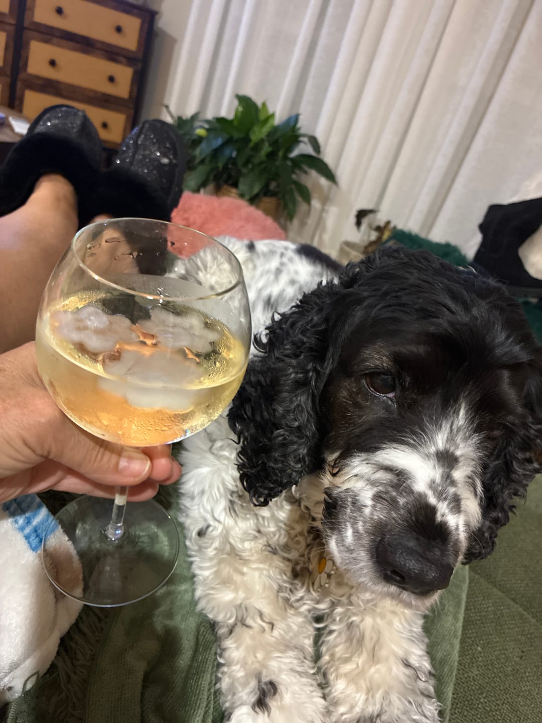 Customer photo review of Zero Sugar Pinot Grigio – Australian White Wine | 6 Pack