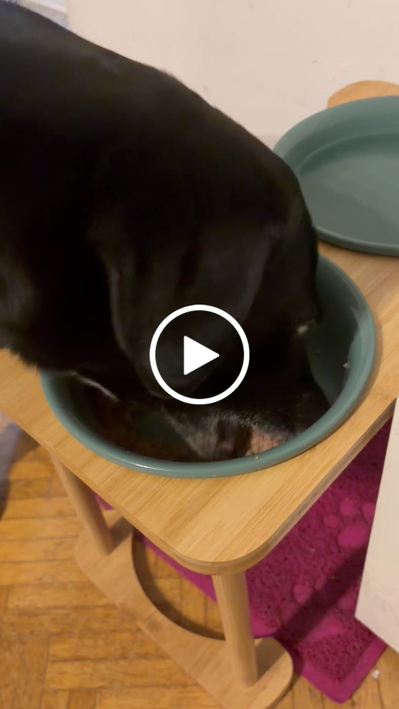 Customer video review of Frischfutter für Energiebedarf von 776 kCal/Tag