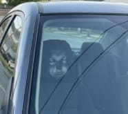 Customer photo review of NightScare™ Headrest Cover