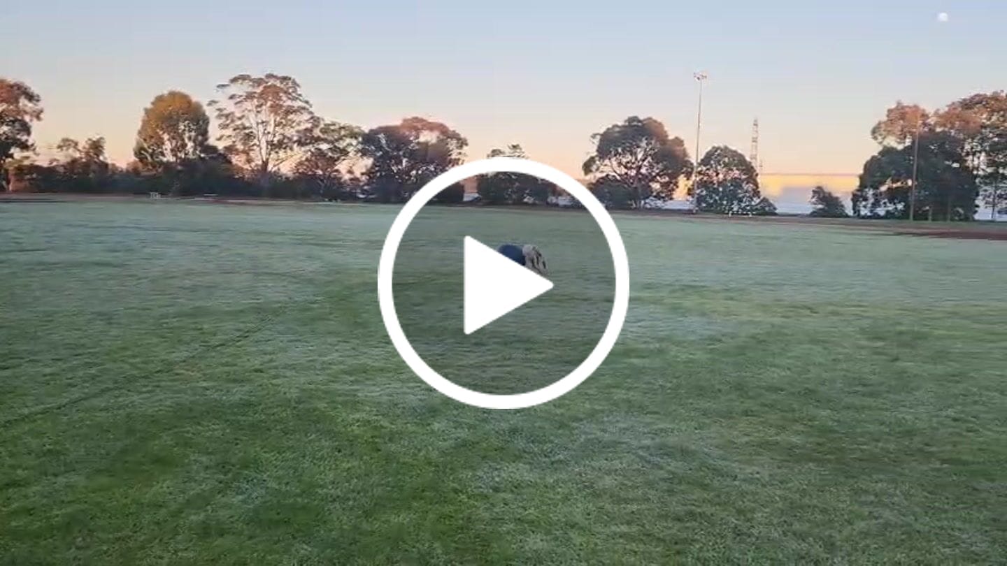 Customer video review of Herding Ball