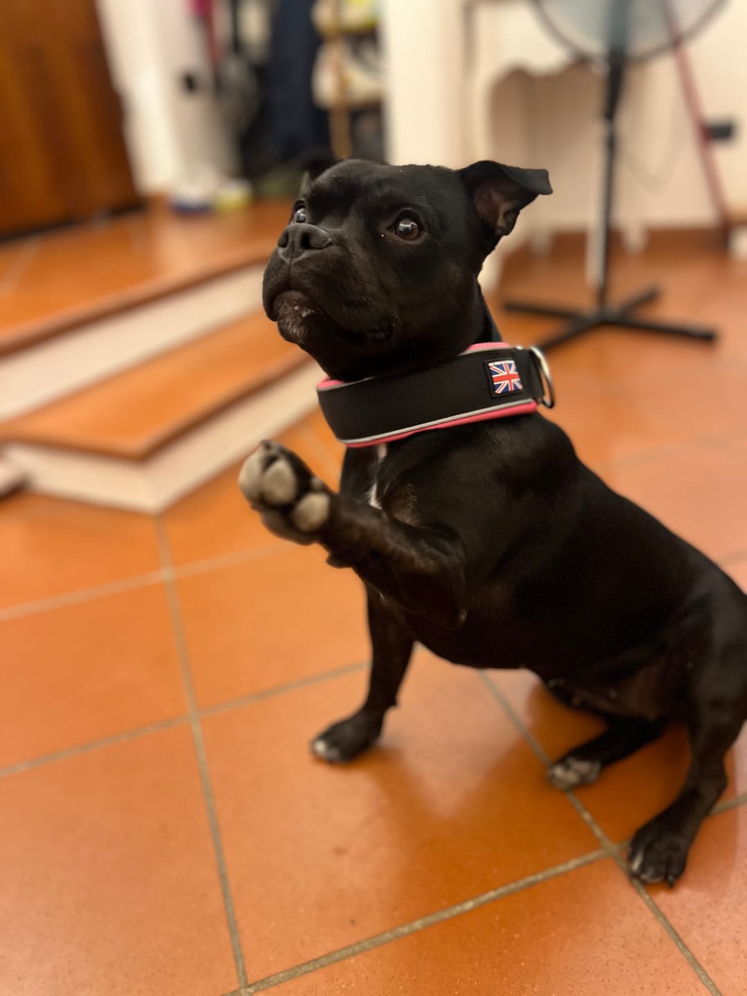 Customer photo review of Staffordshire Bull Terrier 1935® Martingale Collar - Neon Punk - Black & Neon Pink