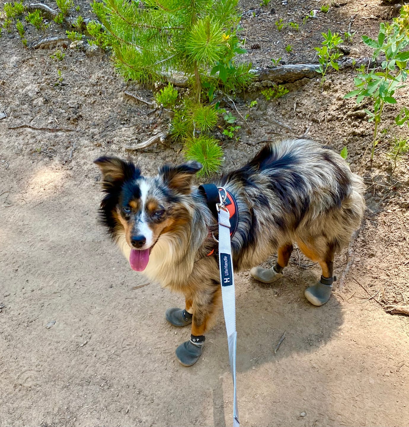 Customer photo review of AIR PUP SPRINTERS - SET OF 4