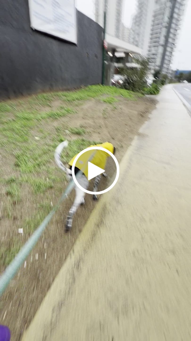 Customer video review of Impermeable para perros Fitz Roy — Amarillo
