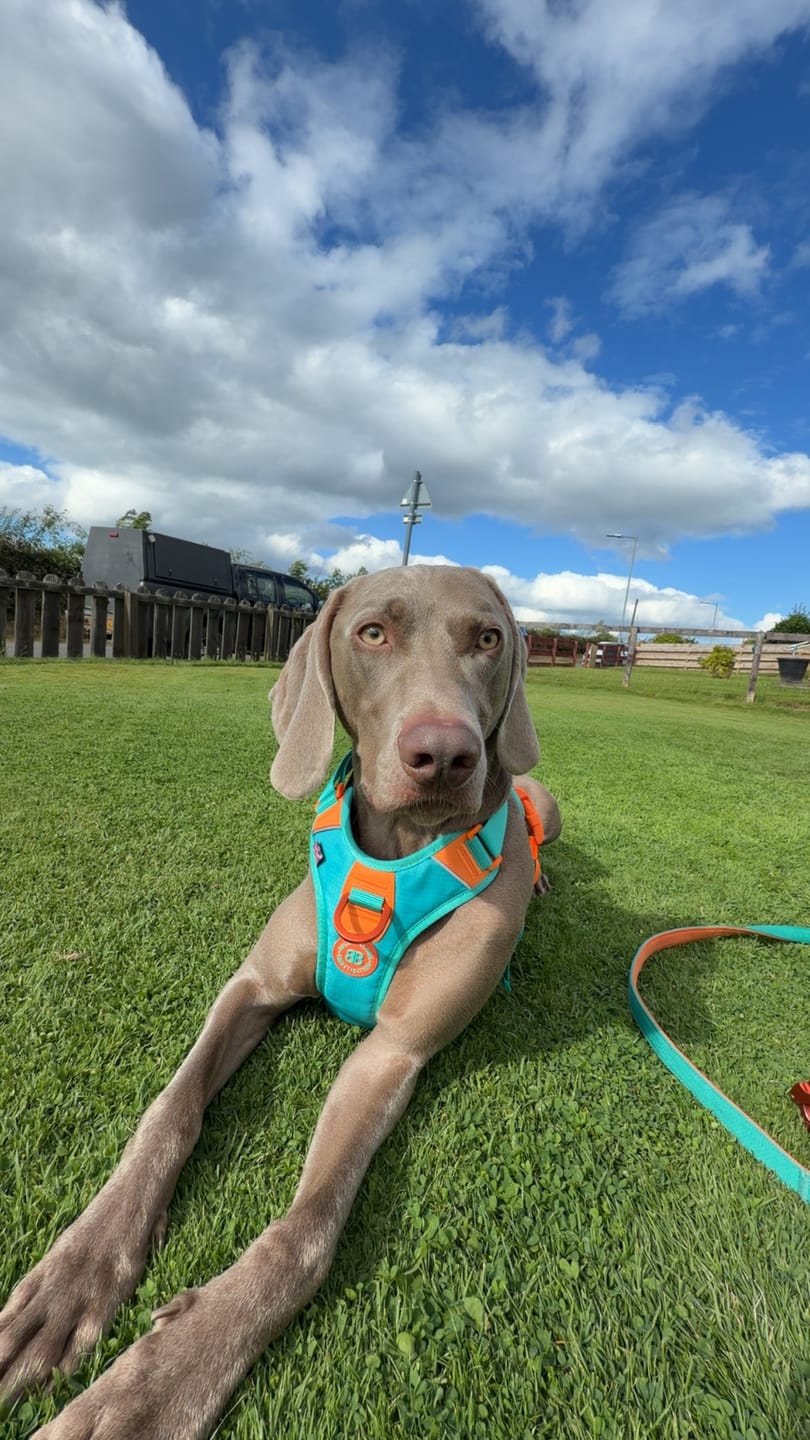 Customer photo review of Anti Pull Hurricane Harness Lighter | With Handle - Turquoise X Orange