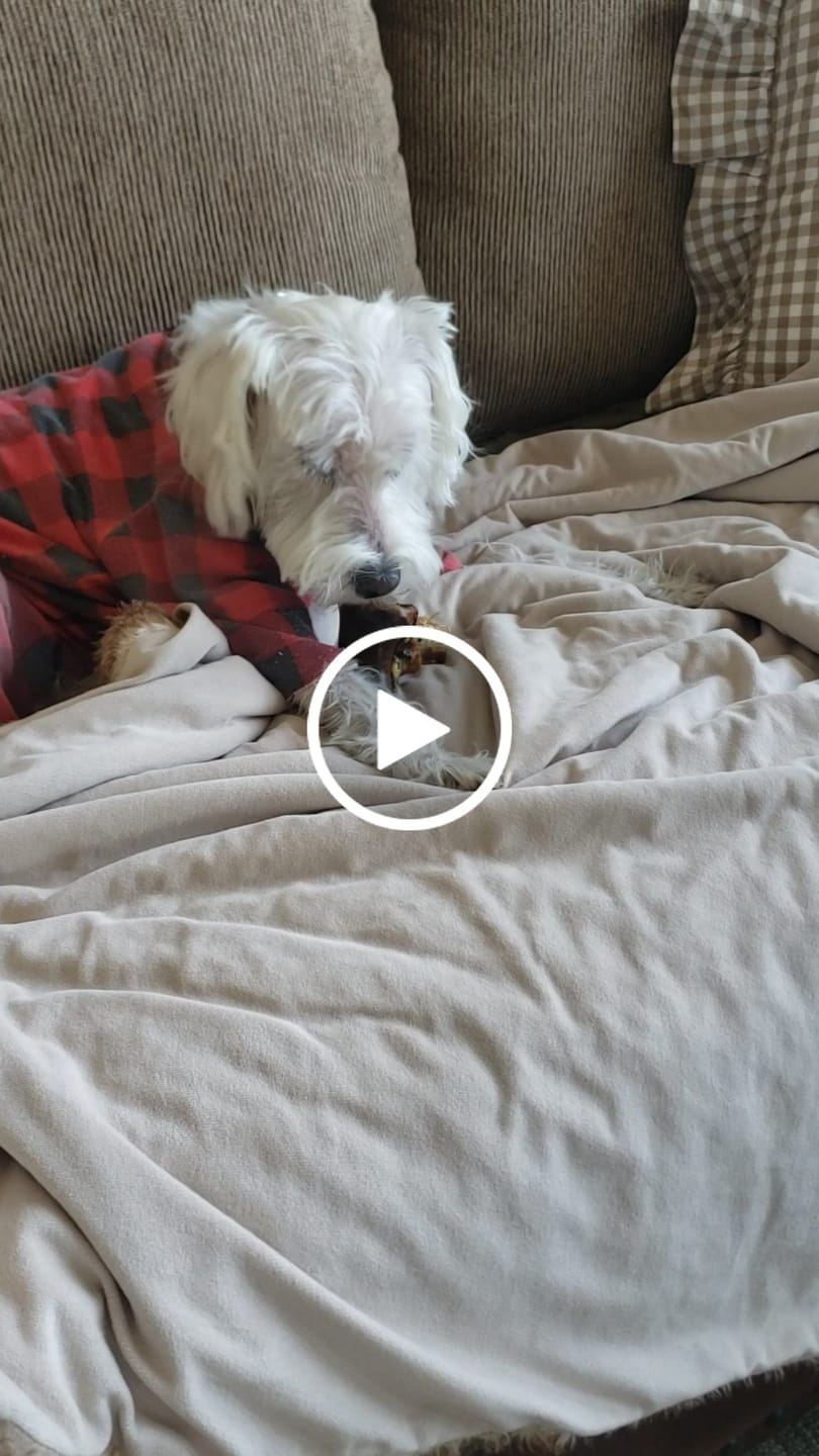 Customer video review of Ostrich Knuckle (Medium – 4" x 3"): The Perfect Chew for Small to Medium Dogs & Sensitive Stomachs