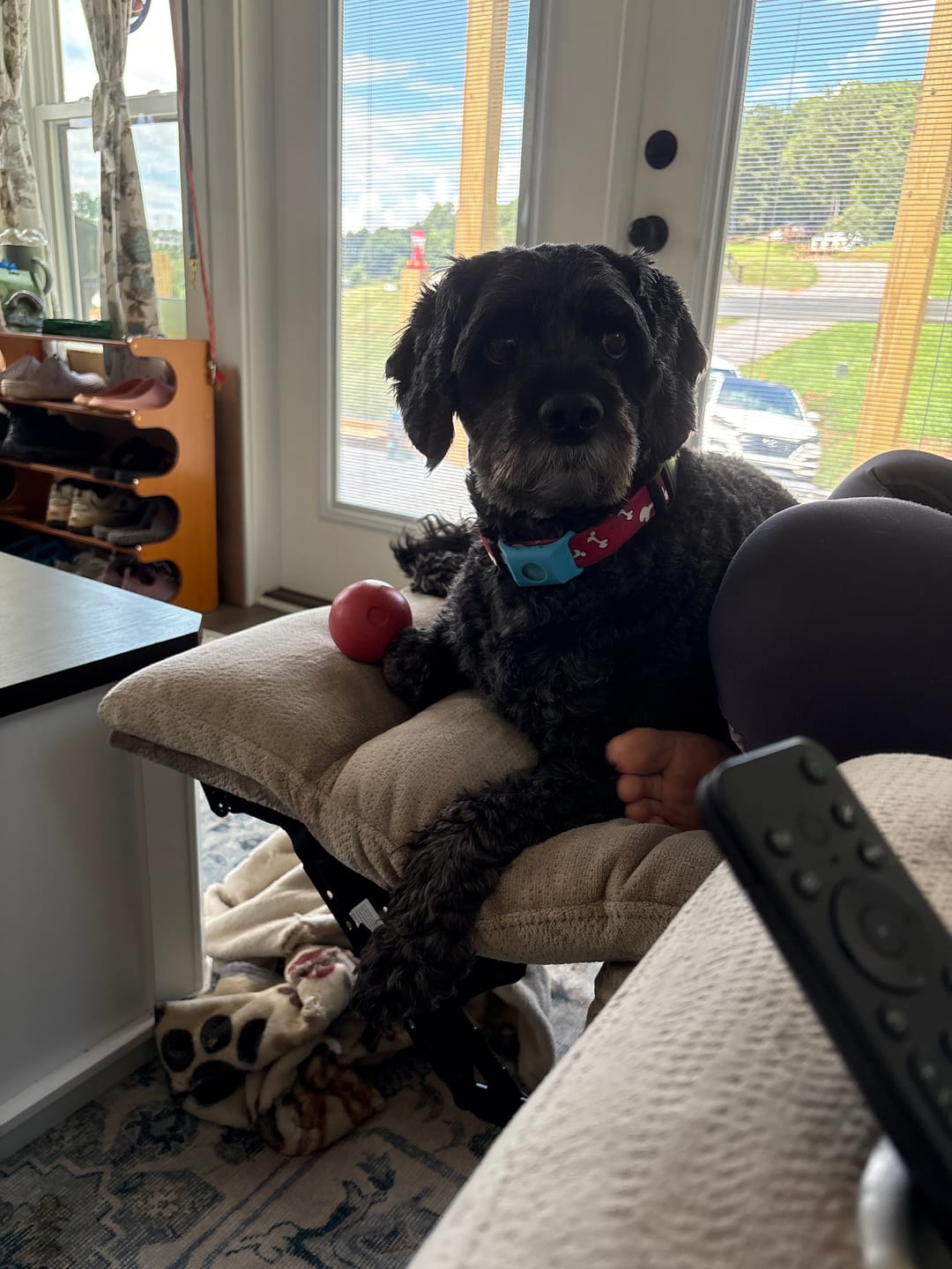 Customer photo review of FurLife™ 12 Months Flea and Tick Free